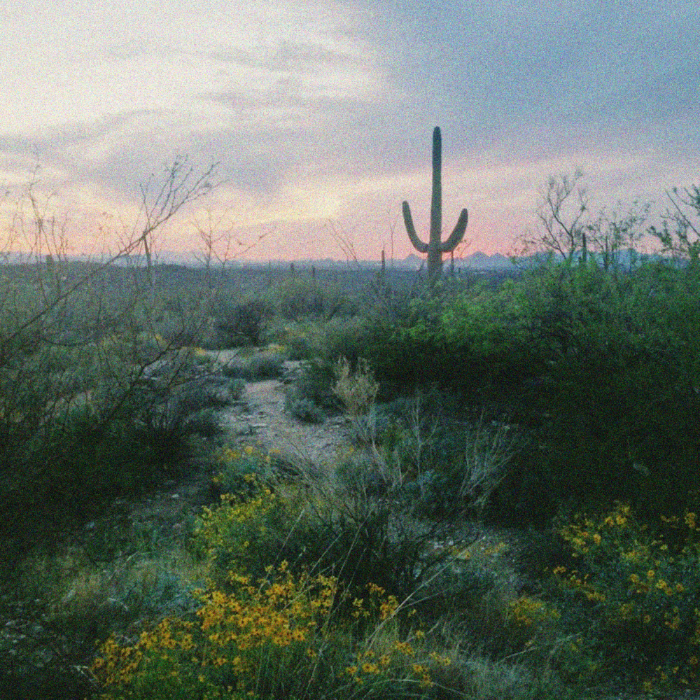 Desertio